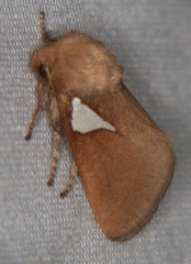 Prolimacodes trigona