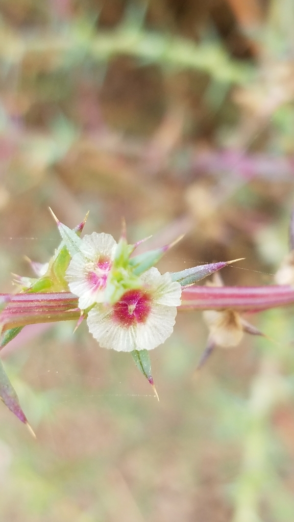 tumbleweed (Invasive Species of Texas) · iNaturalist