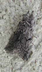 Pleromelloida conserta