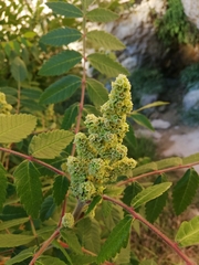 Rhus coriaria
