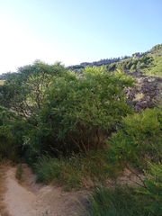 Rhus coriaria