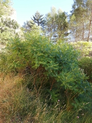 Rhus coriaria