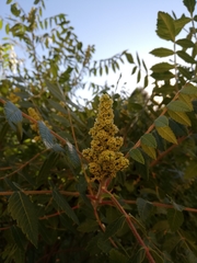 Rhus coriaria