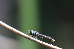 Syrphidae