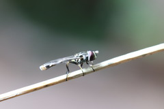 Syrphidae