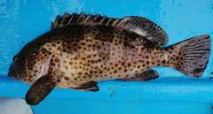 Epinephelus analogus