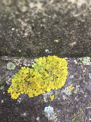 Xanthoria parietina