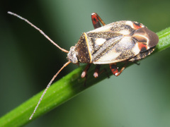 Polymerus microphthalmus