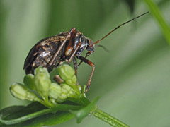 Polymerus microphthalmus