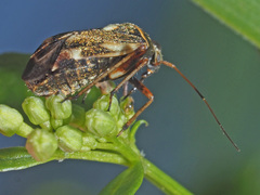 Polymerus microphthalmus