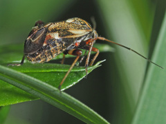 Polymerus microphthalmus