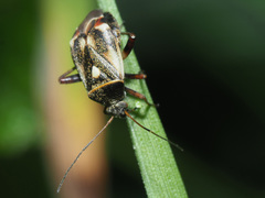 Polymerus microphthalmus