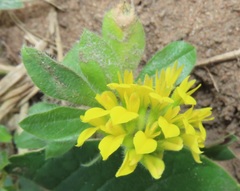 Leobordea corymbosa