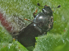 Meligethes atratus