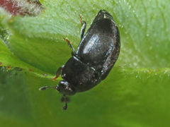 Meligethes atratus