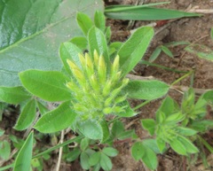 Leobordea corymbosa