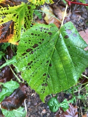 Tilia cordata