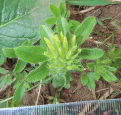 Leobordea corymbosa