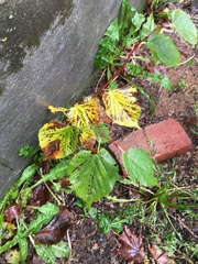 Tilia cordata