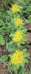 Leobordea corymbosa