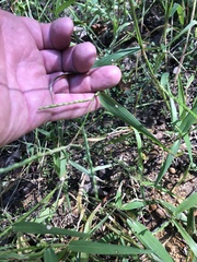 Urochloa platyphylla