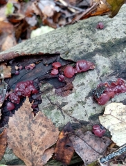 Ascocoryne sarcoides