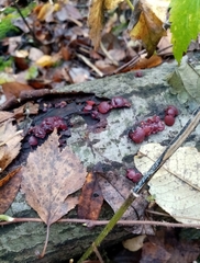 Ascocoryne sarcoides