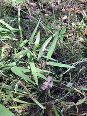 Urochloa platyphylla