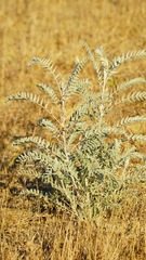 Astragalus asymmetricus