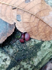 Ascocoryne sarcoides