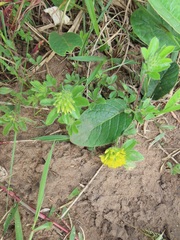 Leobordea corymbosa