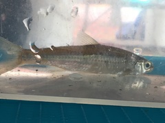 Notropis hudsonius