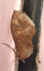 Eudocima serpentifera