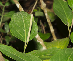 Piper ellipticolanceolatum