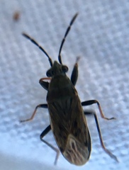 Peritrechus geniculatus