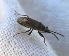 Peritrechus geniculatus