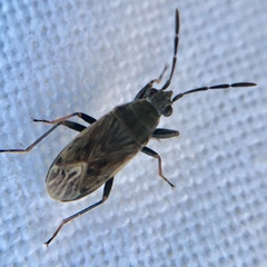 Peritrechus geniculatus