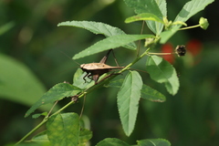 Eneoptera surinamensis