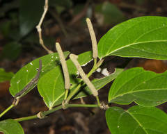 Piper ellipticolanceolatum