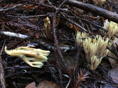 Ramaria apiculata
