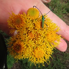 Berkheya umbellata