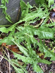 Taraxacum officinale