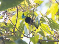 Stilpnia cyanicollis