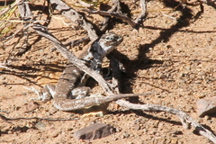 Liolaemus irregularis