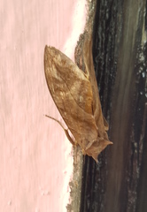 Eudocima serpentifera