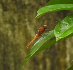 Rhodothemis rufa