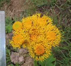 Berkheya umbellata