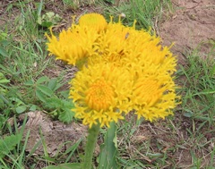 Berkheya umbellata