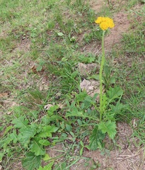 Berkheya umbellata