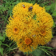 Berkheya umbellata